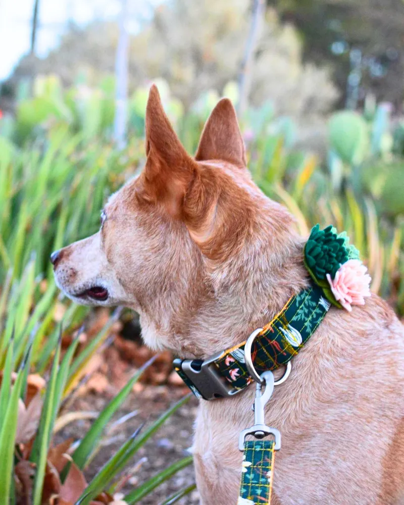 Agave Succulent Dog Collar Flower (Made in the USA)