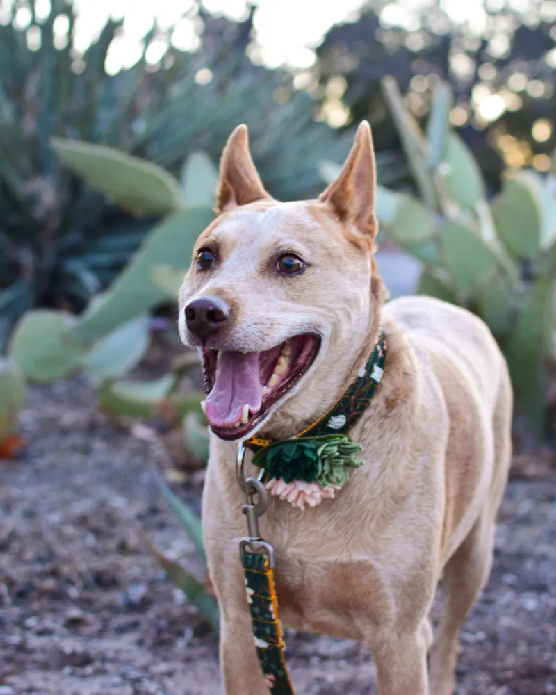 Agave Succulent Dog Collar Flower (Made in the USA)